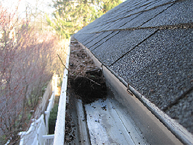 Gutter debris clenaing Bath