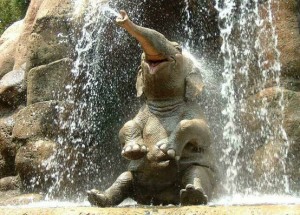 baby elephant spraying water